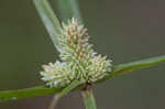 Fragrant spikesedge